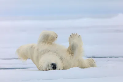 Белый медведь (Ursus maritimus) — Зоопарк «Лимпопо» г. Нижний Новгород –  Нижегородский зоопарк