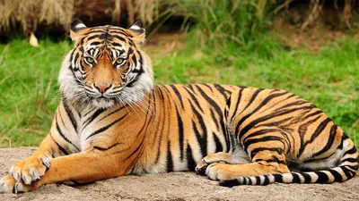 Кожа тигра фото