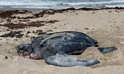 Dermochelys coriacea (Кожистая черепаха) - Черепахи.ру