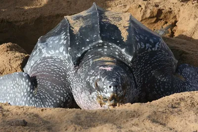 Мертвая кожистая черепаха найдена в Северном море
