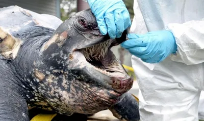 Самая крупная морская черепаха: кожистая черепаха» — создано в Шедевруме