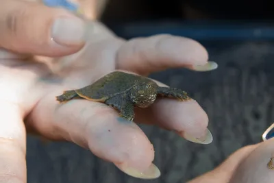 Кожистые черепахи вернулись на берег провинции в Таиланде после пяти лет  отсутствия - Рамблер/новости