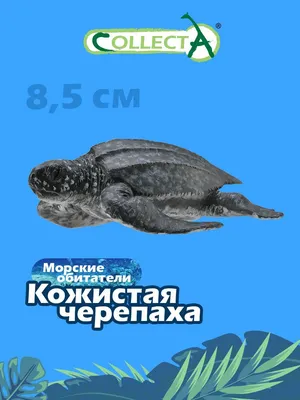 Кожистые Морские Черепахи Новорожденных Профиль — стоковые фотографии и  другие картинки Кожистая черепаха - iStock