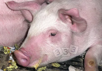 Кожные болезни свиней фото