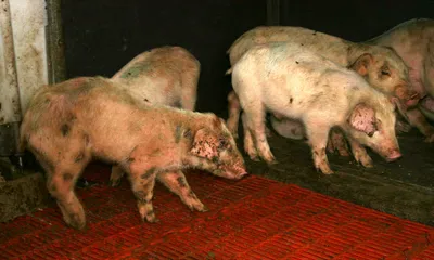 Кожные болезни свиней фотографии