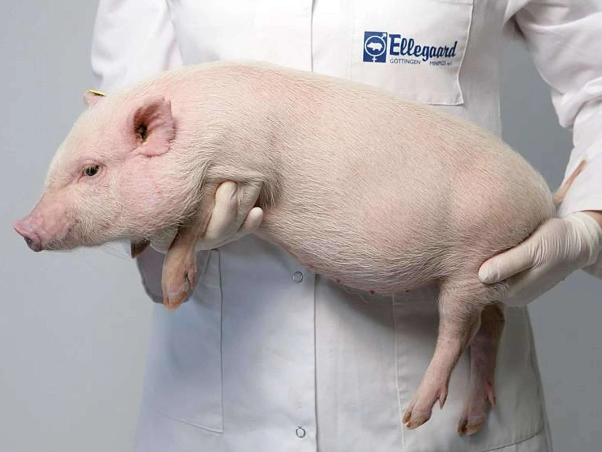 Свинка кожа. Колиэнтеротоксемия поросят. Свиньи. Фото свиньи.