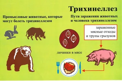 Заболевания крупного рогатого скота: диагностика и лечение