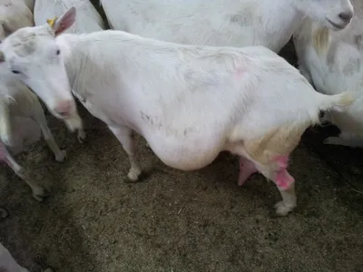 Врожденные патологии молодняка коз. Деформация костной ткани носа.