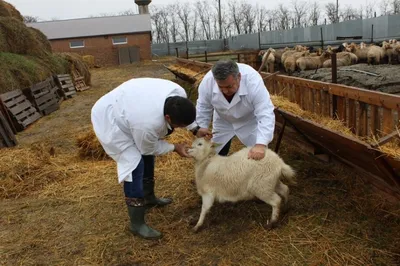 План гельминтизации коз | https://agro-sales.ru | Дзен