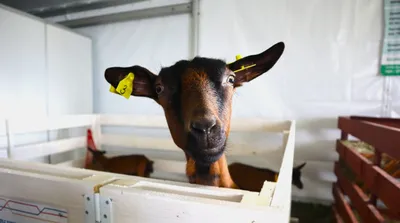 Оспа овец и коз - ГБУ КО «Боровская районная станция по борьбе с болезнями  животных»