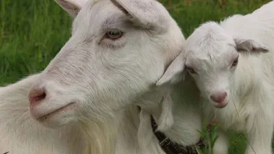 Чтобы пить полезное и вкусное молоко — козы должны быть здоровыми и  сбалансировано питаться