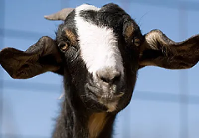 Медные болюсы для коз — АгроXXI