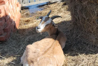Учёные создали коз, которые дают молоко со специфическим составом