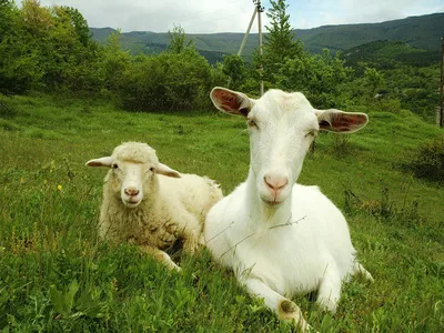 Поилка для коз и овец автоматическая, металлический штуцер – купить за 990  ₽ | Фермер72.рф Тюмень