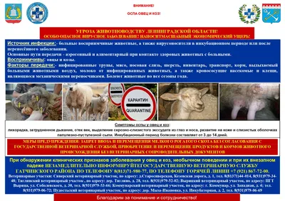 Государственная ветеринарная служба Забайкальского края | ОСПА ОВЕЦ и КОЗ