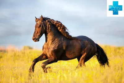 Horses » Белые ноги более подвержены заболеваниям? Все ветеринары согласны  с этим, (выпуск журнала №46)