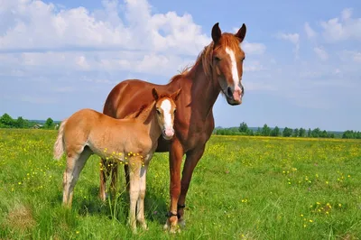 Болезни лошадей - Лошади обзор на Gomeovet