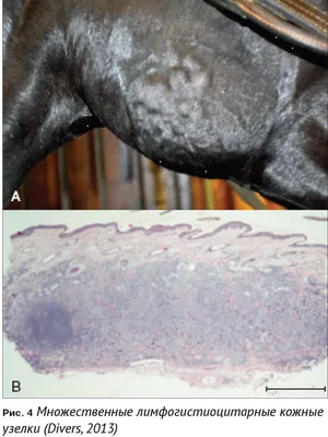 Инфекция borrelia burgdorferi у лошадей (болезнь лайма) / Infection  borrelia burgdorferi in horses (lyme disease)