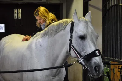 Болезни копыт лошадей: какие бывают и как лечить