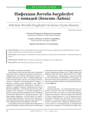 Болезни лошади: узнай симптомы и опереди врага | Ветеринарные препараты  оптом