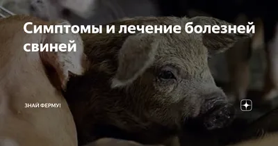 Риск профзаболеваний у работающих со свиньями и свининой - Статьи -  pig333.ru, от фермы к рынку