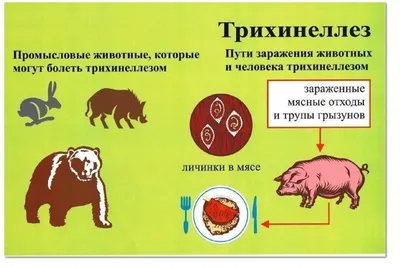 В Краснодарском крае вспышка африканской чумы свиней, опасна ли для собак🤔  | Из Жизни Собачника | Дзен