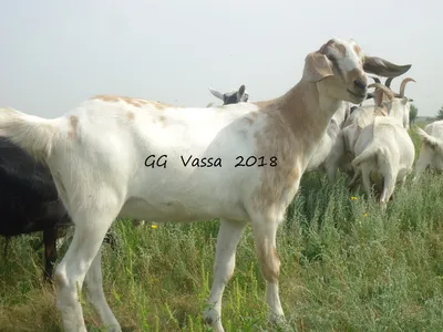 Продам нубійські кози, купити нубійські кози — Agro-Ukraine