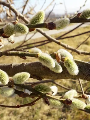 Salix caprea L., Ива козья (World flora) - Pl@ntNet identify