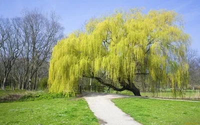 Ива козья (Salix caprea) — купите саженцы в контейнере в Краснодаре -  Прекраснодар — новогодние ёлочные базары в Краснодаре