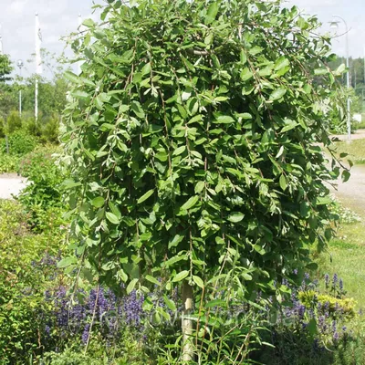 Ива козья (Salix caprea) — купите саженцы в контейнере в Краснодаре -  Прекраснодар — новогодние ёлочные базары в Краснодаре