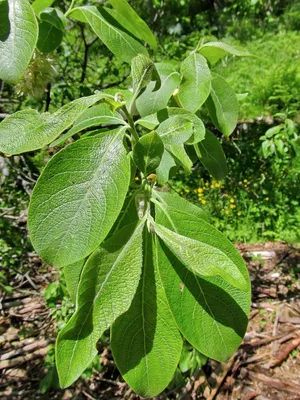 Ива козья (Salix caprea) — купите саженцы в контейнере в Краснодаре -  Прекраснодар — новогодние ёлочные базары в Краснодаре