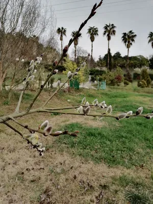 Ива козья (Salix caprea) — купите саженцы в контейнере в Краснодаре -  Прекраснодар — новогодние ёлочные базары в Краснодаре