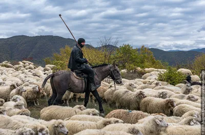 Про барана и козла (About a ram and a goat) Русская сказка 🐱 Смешные  мультфильмы для детей 🎬 Даша ТВ - YouTube