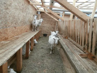 Stall and hay storage | Goat barn, Goat house, Goat farming