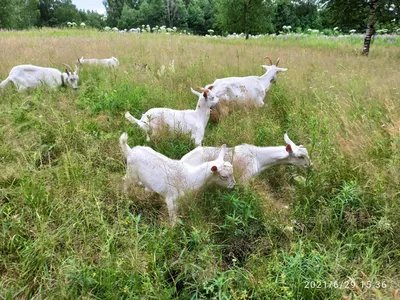 Сарай для козы своими руками (48 фото) - фото - картинки и рисунки: скачать  бесплатно
