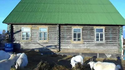 Посещение козьей фермы \"Татьяна 2011\"