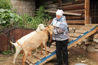 Породы коз с высокой молочной продуктивностью | Аграрный маркетплейс