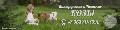 Чешской породы козел, цена 8000 руб. купить в Горячем Ключе