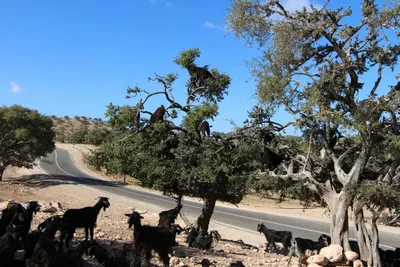 Козы на дереве Argan, Марокко Стоковое Фото - изображение насчитывающей  масло, зеленый: 107730340