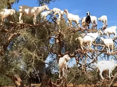 КОЗЫ НА ДЕРЕВЬЯХ 🇲🇦 ⠀ Когда мы были в... - Smart Travelling | Facebook