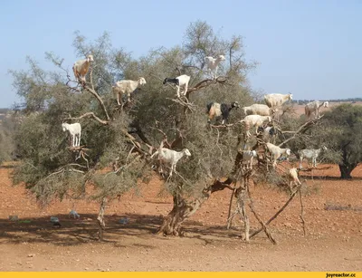 Козы на дереве Argan, Марокко Стоковое Изображение - изображение  насчитывающей масло, странно: 118678791