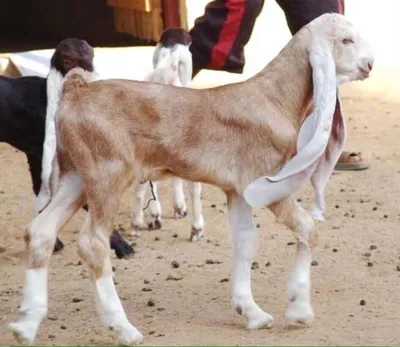 What a beautiful goat | Cute goats, Raising farm animals, Farm animals