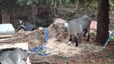 Королевство маловато\"...или... почему все-таки карликовые козы? Pygmy goats  - В гостях у козоводов - Козоводство в Украине, России, СНГ: форум,  хозяйства, рынок