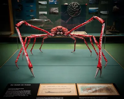 Японский краб-паук (лат. Macrocheira kaempferi) - один из самых крупных  членистоногих на планете