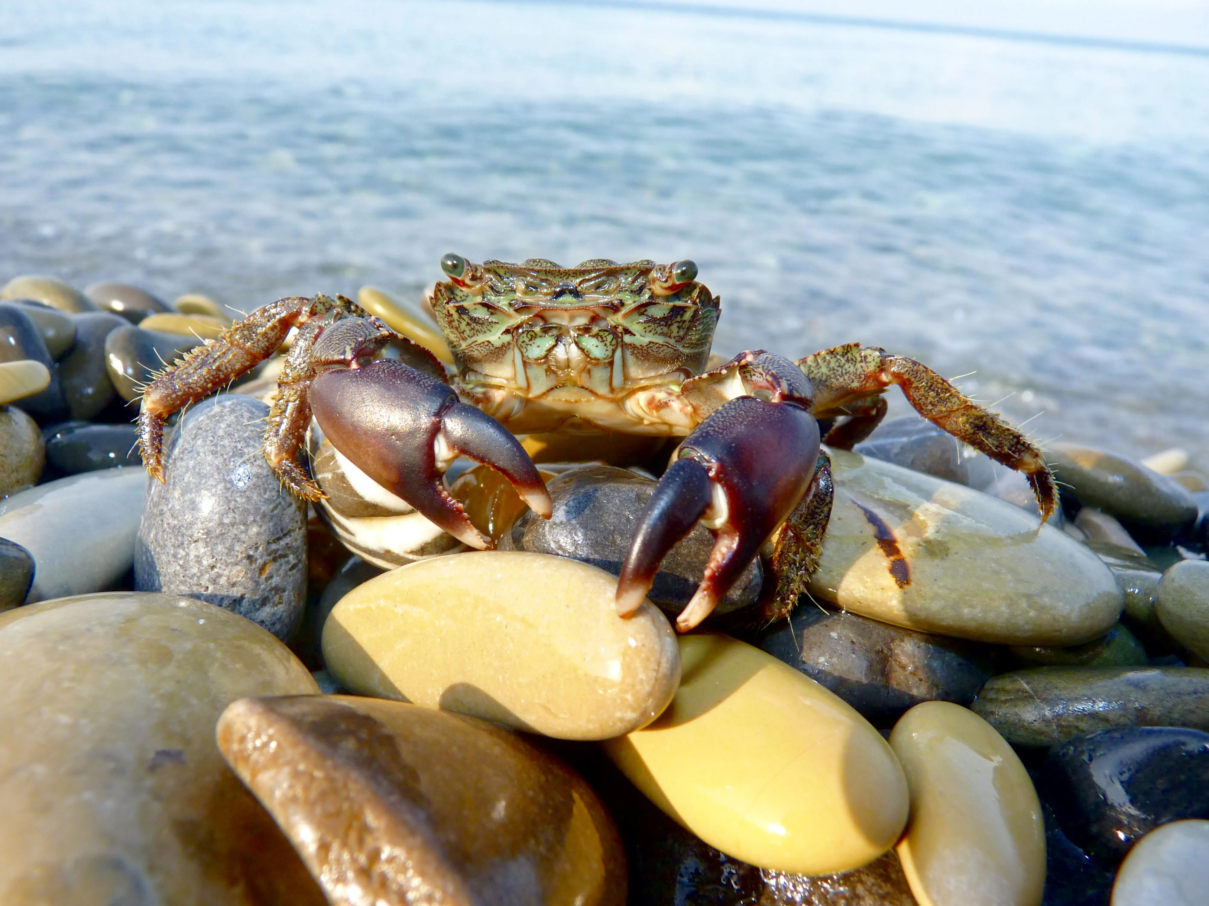 Крабы черного моря фото. Краб Краснюк черное море. Черноморский краб Краснюк. Каменный краб черного моря. Краб плавунец Черноморский.