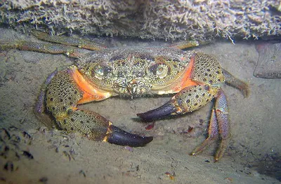 Ракообразные Черного моря