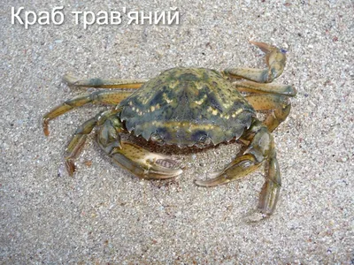Три вида черноморских крабов исключены из Красной книги Украины | GreenPost