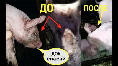 Абсцесс - Атлас патологий свиней - pig333.ru, от фермы к рынку