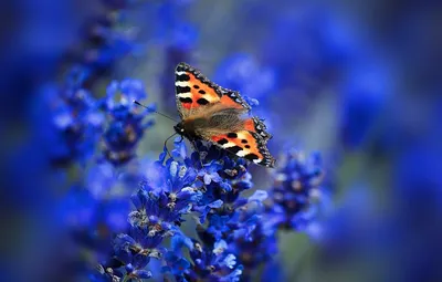 Обои макро, цветы, бабочка, крылья, мотылек, соцветие, крапивница картинки  на рабочий стол, раздел природа - скачать