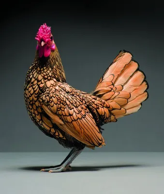 Красивая курица!😊 Необычный окрас оперения🐓 | Instagram